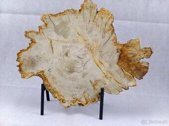 Výnimočný kus zkamenelého dreva – 23 mil rokov stará