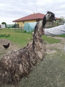 Predam EMU