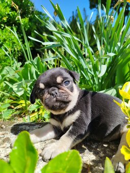 Mops