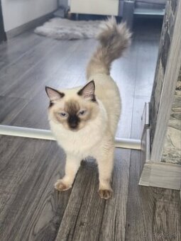 Ragdoll