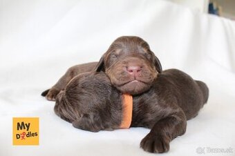 Labradoodle F1B