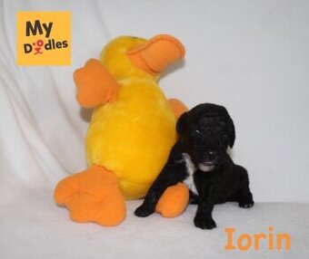 Labradoodle F1B