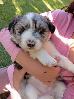 Steniatka Border Collie ( kolia ) k odberu