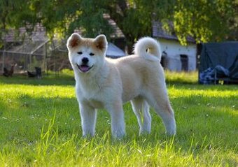 AKITA INU