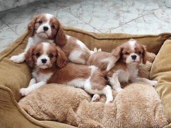 Cavalier cavalier king charles spaniel