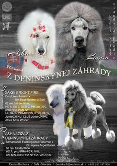 Pudel veľký /kráľovský