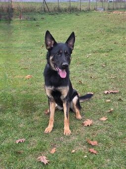 Nemecký ovčiak s PP na predaj.