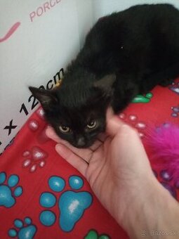 Očkované mačiatko