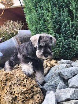 Bradáč malý korenie a soľ