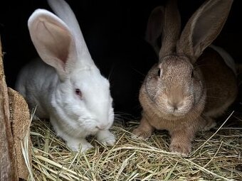 domáce králiky na predaj - 1