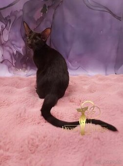 Orientálne mačiatka s PP