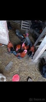 Čistokrvne kohúty Marans rok 2025