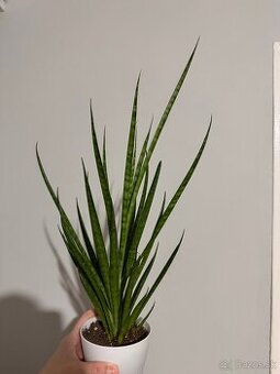 Sansevieria svokrine jazyky