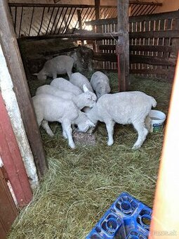 Predám mäsové jahňatá ile de france