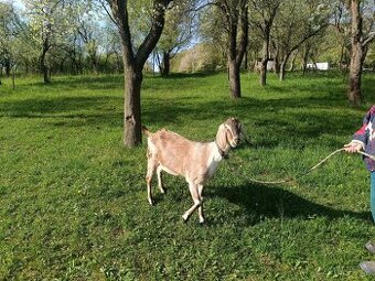 Predám anglonubijsku kozu
