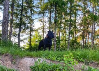 Cane Corso krytie