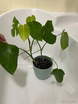 Monstera albo
