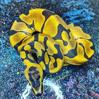 Predám samica Python regius genetika v texte