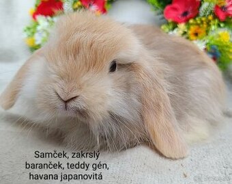 Zakrslý baranček teddy gén s VP samček havana japanovitá