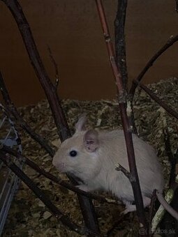 Osmak degu