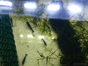 Krevetky neocaridina blue saphire - 1