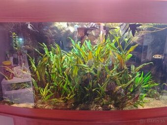 Cryptocoryne wendtii
