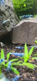 Caridina cantonensis cf. Blue Bolt Krevetky
