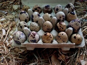 Násadové vajíčka TEXAS prepelice