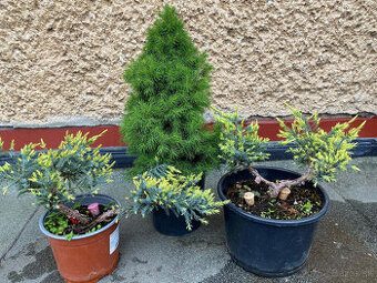 Borievky + Smrek biely