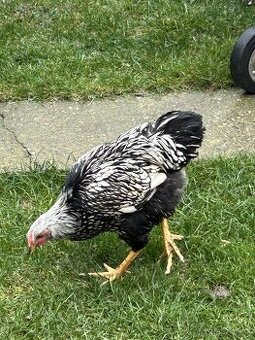 Wyandotky Strieborné Čiernolemovane Veľká forma