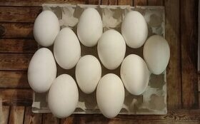 Násadové vajcia - Hus landéska