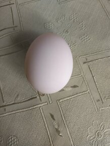 Násadovè vajcia - 1
