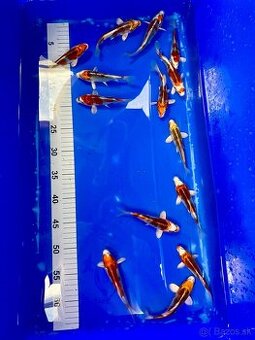 Ponuka KOI kaprov KUJAKU 12-15cm 18€