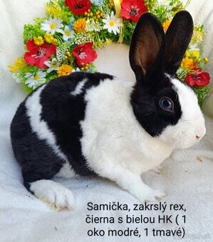 Zakrslý rex s VP - samička čierna s bielou HK
