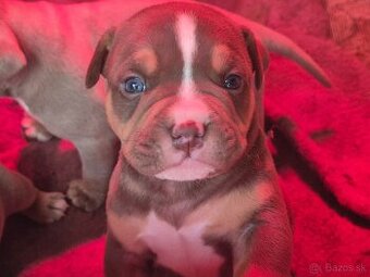 American Bully