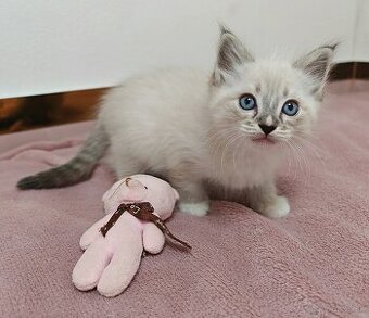Ragdoll predám