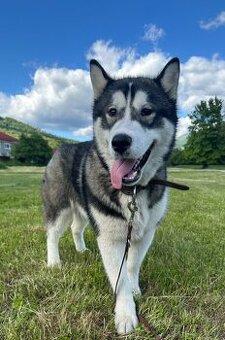 Darujem Huskyho