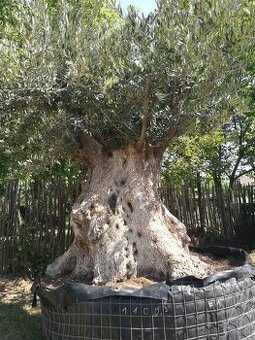 Olivovnik bonsai
