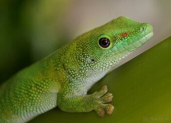 Phelsuma