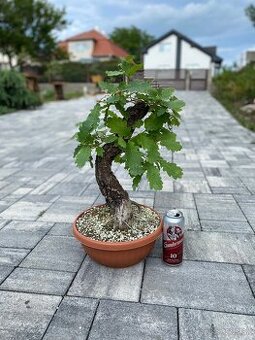 Bonsaj