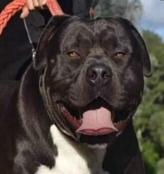 J&K bullys "ponúkame na predaj American bully XL