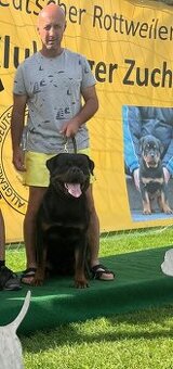 ROTVAJLER - šteniatka s PP