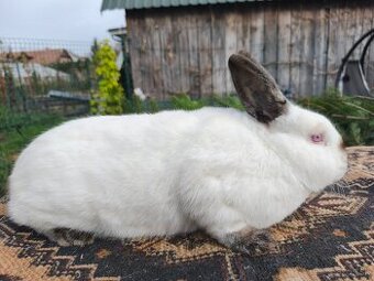 Kalifornský králik