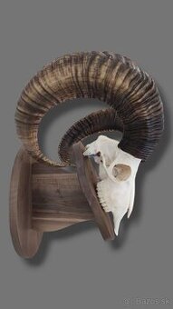 🐐 Orechové podložky pod trofeje –muflón