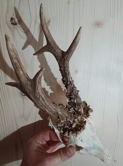 Trofej trofeje parohy parožie zhody.,.,