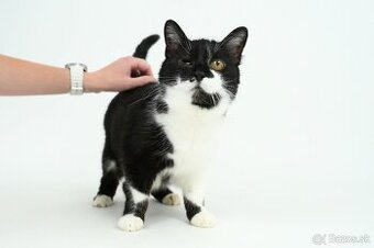 Stará mačička ŽIŠKA hľadá domov