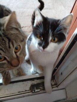 Darujem 1 kocúra a macku