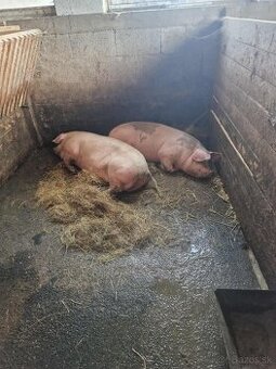 Predám prasata na zabitie