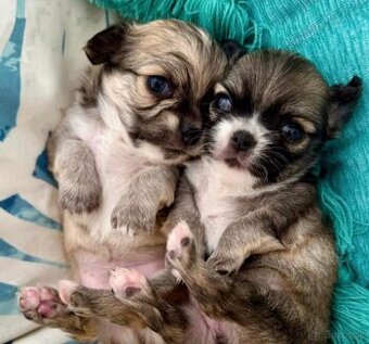 Šteniatka dlhosrstej čivavy na adopciu.