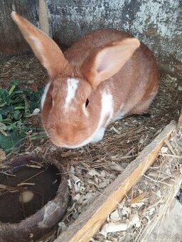 Predám mladé naparene samice